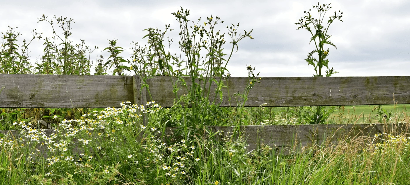 bache mauvaises herbes